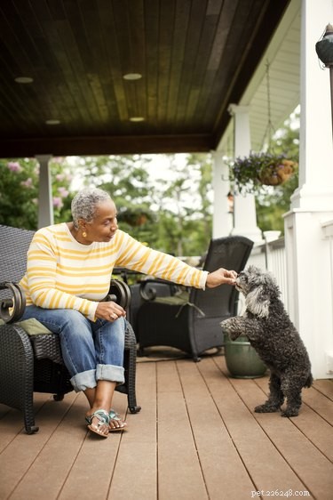 Polite Ways to Keep Holiday Guests from Feeding Your Dog