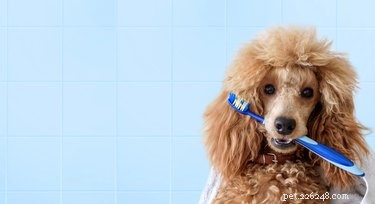8 Proven Ways to Extend Your Dog s Lifespan