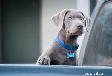 8 Proven Ways to Extend Your Dog s Lifespan