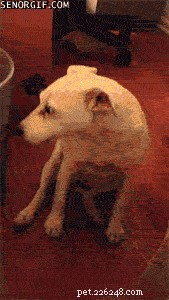 What to Do if Your Dog Eats a Dead Animal: Immediate Steps & Safety Tips