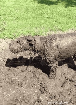 What to Do if Your Dog Eats a Dead Animal: Immediate Steps & Safety Tips