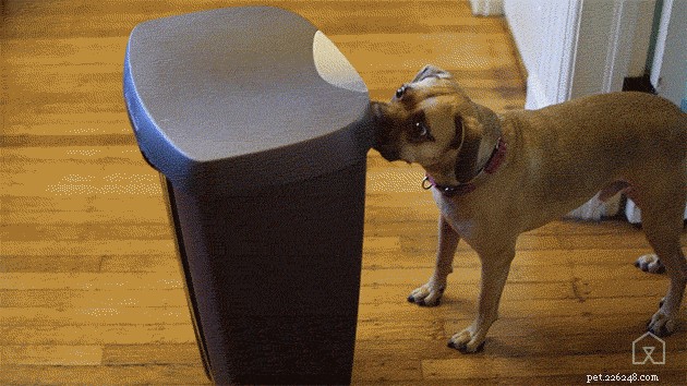 What to Do if Your Dog Eats a Dead Animal: Immediate Steps & Safety Tips