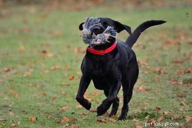 What to Do if Your Dog Eats a Dead Animal: Immediate Steps & Safety Tips