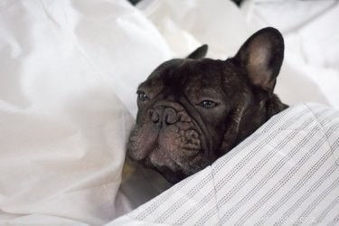 What to Do if Your Dog Eats a Dead Animal: Immediate Steps & Safety Tips