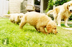What to Do if Your Dog Eats a Dead Animal: Immediate Steps & Safety Tips