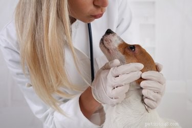 What to Do if Your Dog Eats a Dead Animal: Immediate Steps & Safety Tips