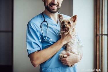 Canine Influenza 101: Causes, Symptoms, and Prevention