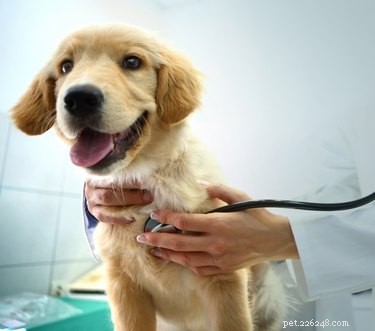 Canine Influenza 101: Causes, Symptoms, and Prevention