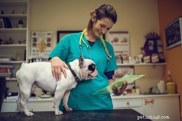 Canine Influenza 101: Causes, Symptoms, and Prevention