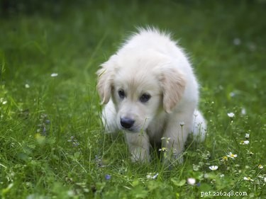 Understanding How Dogs Contract Parvo: Symptoms, Prevention, and Early Treatment