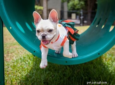 Understanding How Dogs Contract Parvo: Symptoms, Prevention, and Early Treatment