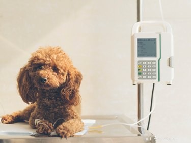 Understanding How Dogs Contract Parvo: Symptoms, Prevention, and Early Treatment