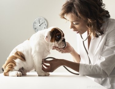 Understanding How Dogs Contract Parvo: Symptoms, Prevention, and Early Treatment