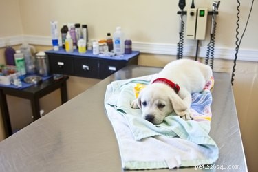 Understanding How Dogs Contract Parvo: Symptoms, Prevention, and Early Treatment