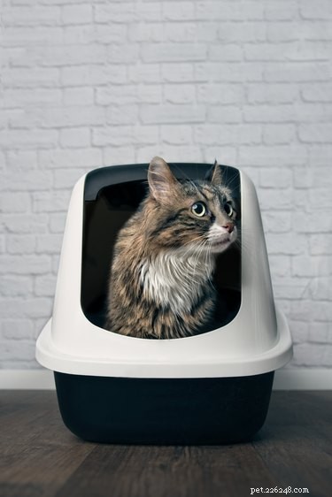 Dog vs. Cat Poop: Which Is Worse for Human Health?