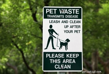 Dog vs. Cat Poop: Which Is Worse for Human Health?