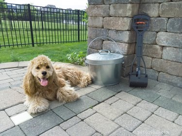 Dog vs. Cat Poop: Which Is Worse for Human Health?