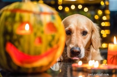 How to Keep Your Cat or Dog Safe and Happy This Halloween