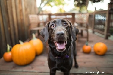 How to Keep Your Cat or Dog Safe and Happy This Halloween