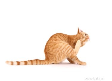 Permanently Eliminate Fleas from Your Cat or Dog: Proven Methods