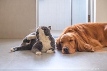 Permanently Eliminate Fleas from Your Cat or Dog: Proven Methods