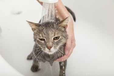 Permanently Eliminate Fleas from Your Cat or Dog: Proven Methods