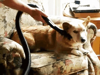 Permanently Eliminate Fleas from Your Cat or Dog: Proven Methods