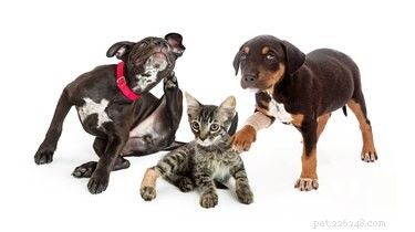 Permanently Eliminate Fleas from Your Cat or Dog: Proven Methods