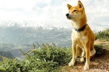 The Impact of High Altitudes on Your Dog: What You Need to Know