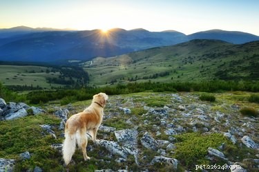The Impact of High Altitudes on Your Dog: What You Need to Know
