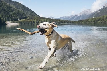 The Impact of High Altitudes on Your Dog: What You Need to Know