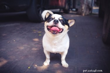 Should You Massage Your Dog? Expert Tips for Home Techniques That Promote Health & Relaxation