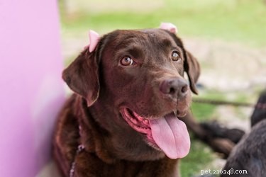 Top CBD Oil Brands for Dogs in 2019 – Expert Reviews & Trusted Recommendations