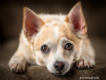 Top CBD Oil Brands for Dogs in 2019 – Expert Reviews & Trusted Recommendations