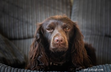 Top CBD Oil Brands for Dogs in 2019 – Expert Reviews & Trusted Recommendations