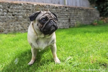 Top CBD Oil Brands for Dogs in 2019 – Expert Reviews & Trusted Recommendations