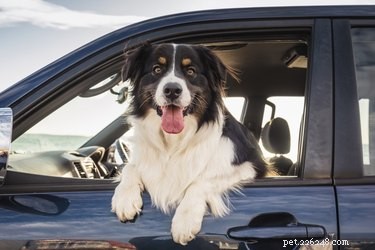 Determining the Right CBD Oil Dosage for Your Dog: A Practical Guide