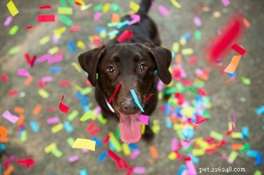 Determining the Right CBD Oil Dosage for Your Dog: A Practical Guide