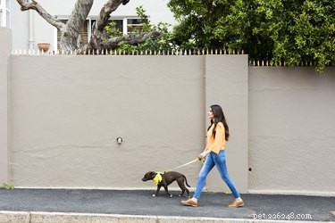 How Dogs Benefit Human Health: Proven Stress Relief & Well‑Being Gains