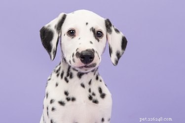 How Dogs Benefit Human Health: Proven Stress Relief & Well‑Being Gains