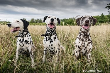 Does Your Dog Feel Lonely Without a Companion?