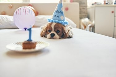 Does Your Dog Feel Lonely Without a Companion?