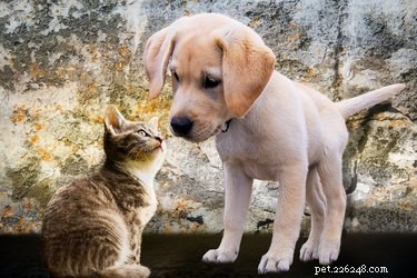 Does Your Dog Feel Lonely Without a Companion?