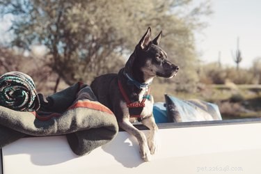 Coccidioidomycosis (Valley Fever) in Dogs: Symptoms, Diagnosis, and Prevention