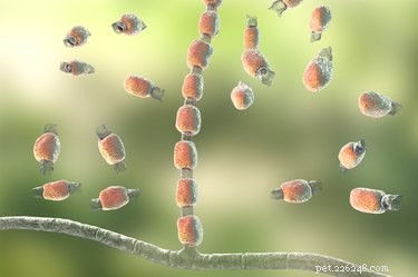 Coccidioidomycosis (Valley Fever) in Dogs: Symptoms, Diagnosis, and Prevention