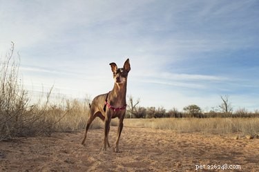 Coccidioidomycosis (Valley Fever) in Dogs: Symptoms, Diagnosis, and Prevention