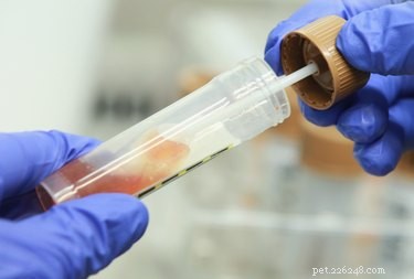 Cyclospora Infections in Dogs: Symptoms, Diagnosis, and Prevention