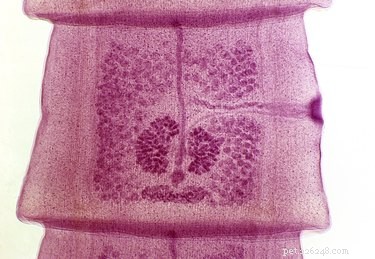 Cysticercosis in Dogs: Fox Tapeworm Symptoms, Causes & Diagnosis