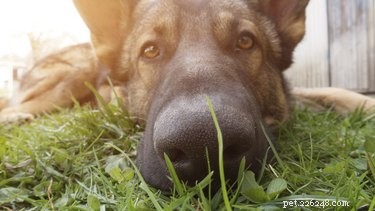 Cysticercosis in Dogs: Fox Tapeworm Symptoms, Causes & Diagnosis