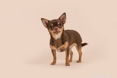 Why Do Dogs Have Short Lifespans? Unveiling the Truth